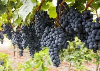 Kaduna Farmer Explains Potential In Grape Farming