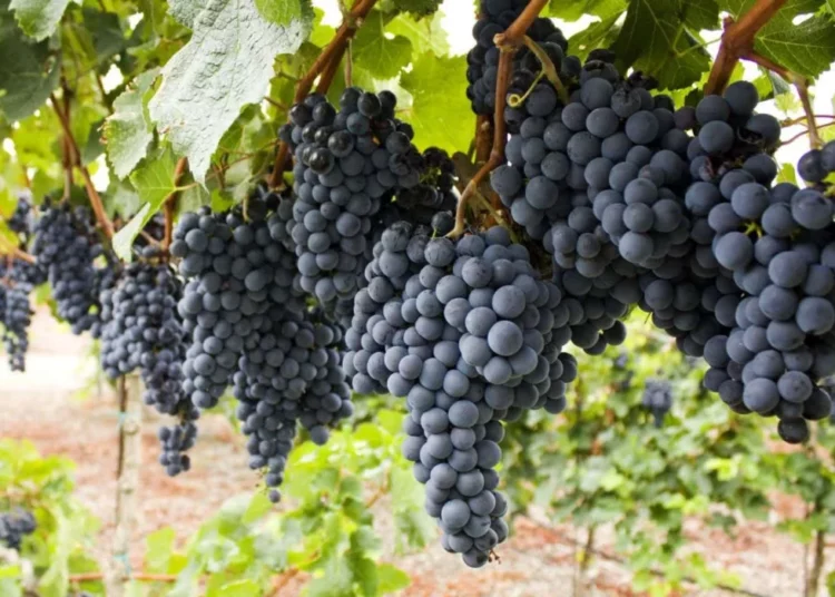 Kaduna Farmer Explains Potential In Grape Farming 1 Grape farm