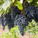 Kaduna Farmer Explains Potential In Grape Farming 5 Kaduna Farmer Explains Potential In Grape Farming