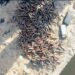 PICTORIAL: Troops Recover 12.7mm Ammunition In Borno Drainage