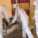 Tension As 6 Suspected Lassa Fever Patients Escape From Isolation Center In Nasarawa