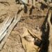 Troops Uncover Terrorists’ Mass Graves, Neutralise Many In Borno