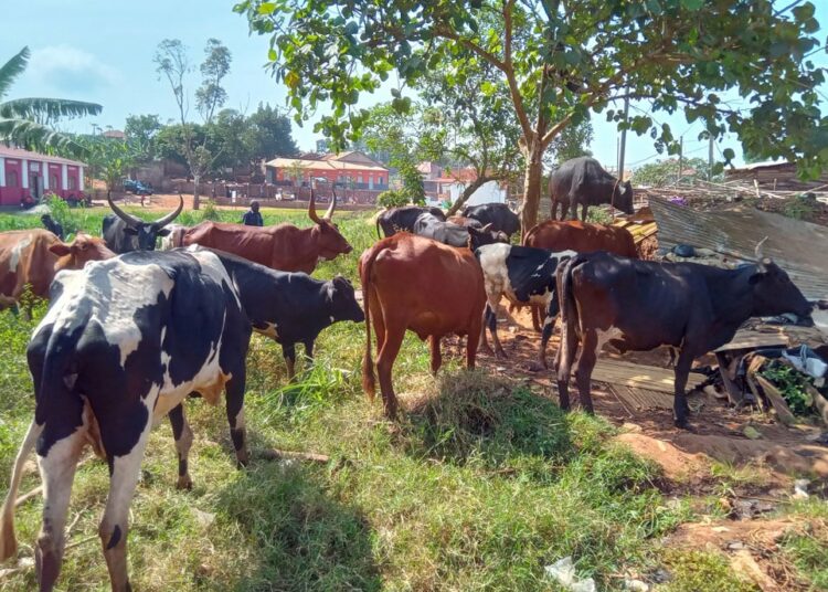 Police Recover 26 Stolen Cows, Arrest 2 Rustlers In Oyo 1 Police Recover 1