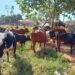 Police Recover 26 Stolen Cows, Arrest 2 Rustlers In Oyo