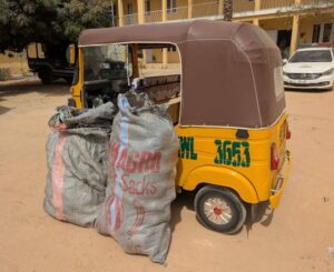 PICTORIAL: Police Arrest 4 Suspects, Recover Suspected Cannabis Sativa In Kano 3 WhatsApp Image 2026 01 27 at 18.56.24