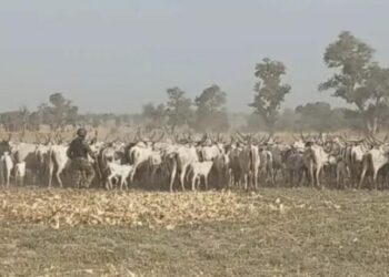Army Foils Terrorist Attack, Recover 529 Rustled Livestock In Katsina