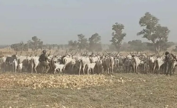 Army Recovers 257 Livestock, Foils Rustling Attempt In Kano 1 Army rustled cattles 1