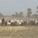 Army Recovers 257 Livestock, Foils Rustling Attempt In Kano 5 Army Foils Terrorist Attack, Recover 529 Rustled Livestock In Katsina