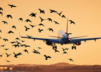 Bird Strikes, Limited Airport Hours Worsen Flight Disruptions – United Nigeria
