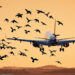 Bird Strikes, Limited Airport Hours Worsen Flight Disruptions – United Nigeria
