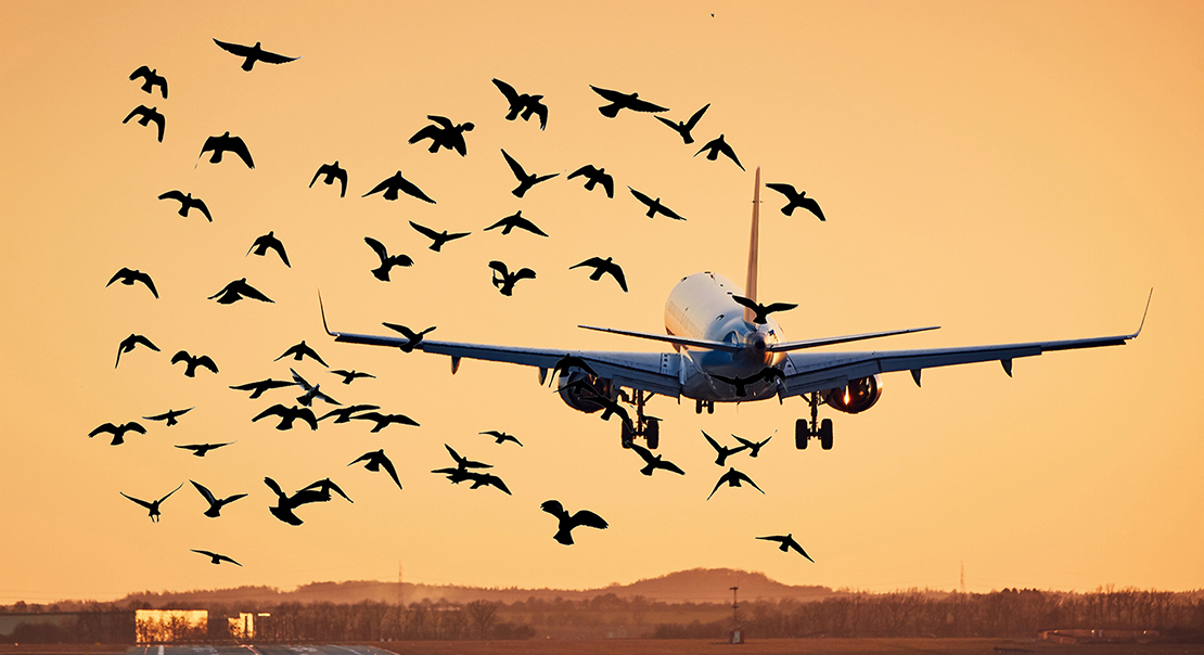 Bird Strikes, Limited Airport Hours Worsen Flight Disruptions – United Nigeria