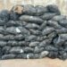 NDLEA Seizes 64 Bags Of Cannabis Concealed In Cement-laden Trailer In Kano 14 NDLEA Seizes 64 Bags Of Cannabis Concealed In Cement-laden Trailer In Kano