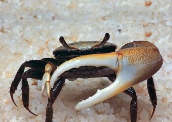 Research Shows Crabs Are Producing Nanoplastics That Can Find Their Way Into the Food System