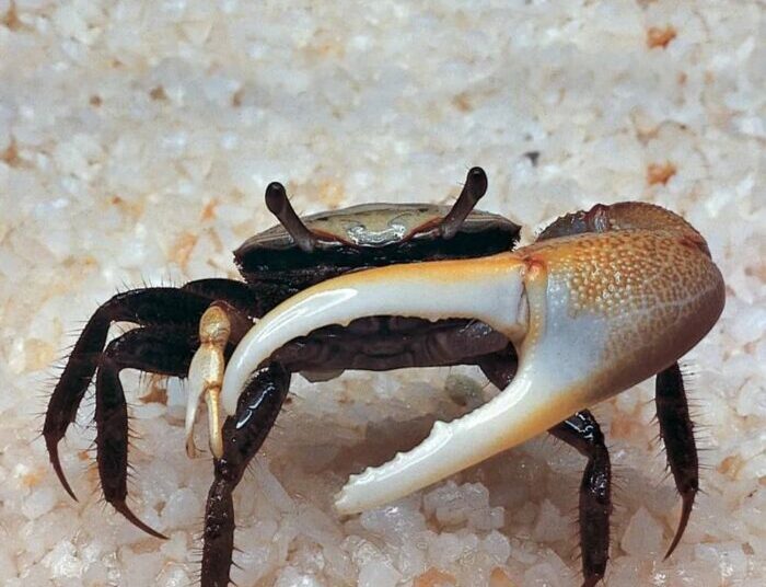 Crabs