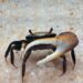 Research Shows Crabs Are Producing Nanoplastics That Can Find Their Way Into the Food System 5 Research Shows Crabs Are Producing Nanoplastics That Can Find Their Way Into the Food System