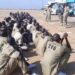 DHQ Engages Niger, Burkina Faso, Chad, Cameroon On Reintegration Of 'Repentant Terrorists' 5 DHQ Engages Niger, Burkina Faso, Chad, Cameroon On Reintegration Of ‘Repentant Terrorists’