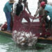 Nigeria Piloting Regional Fishing Vessel Register In Gulf of Guinea