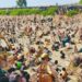 Attending Fishing Festival Amid Escalating Terror Shows Wrong Priorities,
ADC Tells Tinubu 5 Attending Fishing Festival Amid Escalating Terror Shows Wrong Priorities,
ADC Tells Tinubu