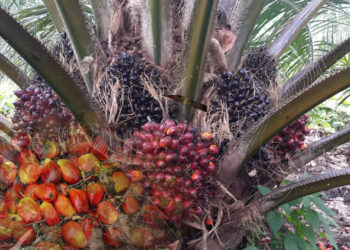 Oil Palm Producers Seek FG’s Partnership To Build N20trn Oil Palm Economy, As Nigeria Imports Over $600m