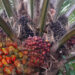 Oil Palm Producers Seek FG's Partnership To Build N20trn Oil Palm Economy, As Nigeria Imports Over $600m 4 Oil Palm Producers Seek FG’s Partnership To Build N20trn Oil Palm Economy, As Nigeria Imports Over $600m