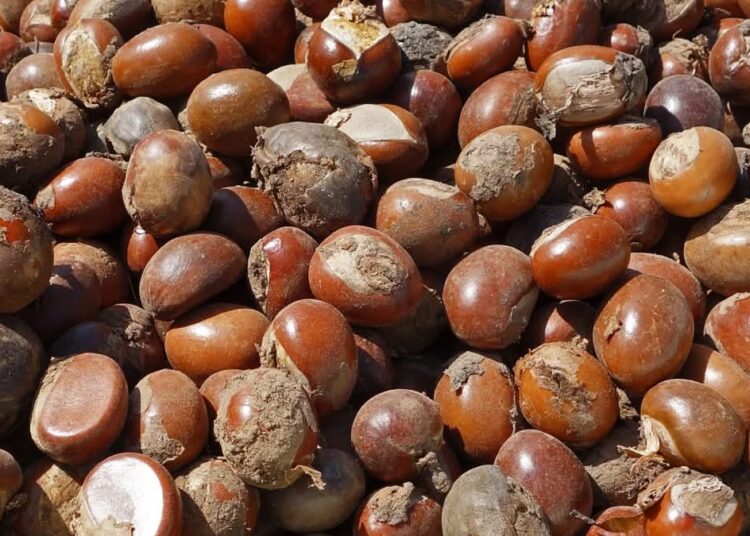 JUST-IN: Tinubu Extends Ban On Raw Shea Nut Export For 1 More Year 1 SHEA BUTTER