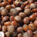 JUST-IN: Tinubu Extends Ban On Raw Shea Nut Export For 1 More Year 5 JUST-IN: Tinubu Extends Ban On Raw Shea Nut Export For 1 More Year