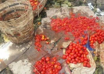 Nigeria Targets Reversal Of N1.3bn Tomato Disease Losses To Farmers