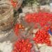Nigeria Targets Reversal Of N1.3bn Tomato Disease Losses To Farmers 5 Nigeria Targets Reversal Of N1.3bn Tomato Disease Losses To Farmers