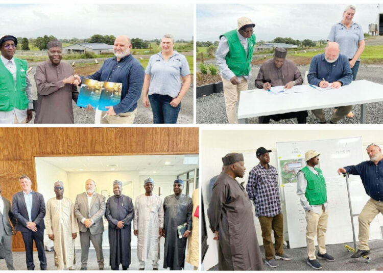 gombe partner new zealand