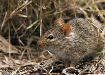 Dry Season: Nigeria Battles Recurring Lassa Fever Surge