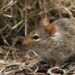 NCDC Urges Stronger State Response As Lassa Fever Cases Rise Nationwide 4 Dry Season: Nigeria Battles Recurring Lassa Fever Surge
