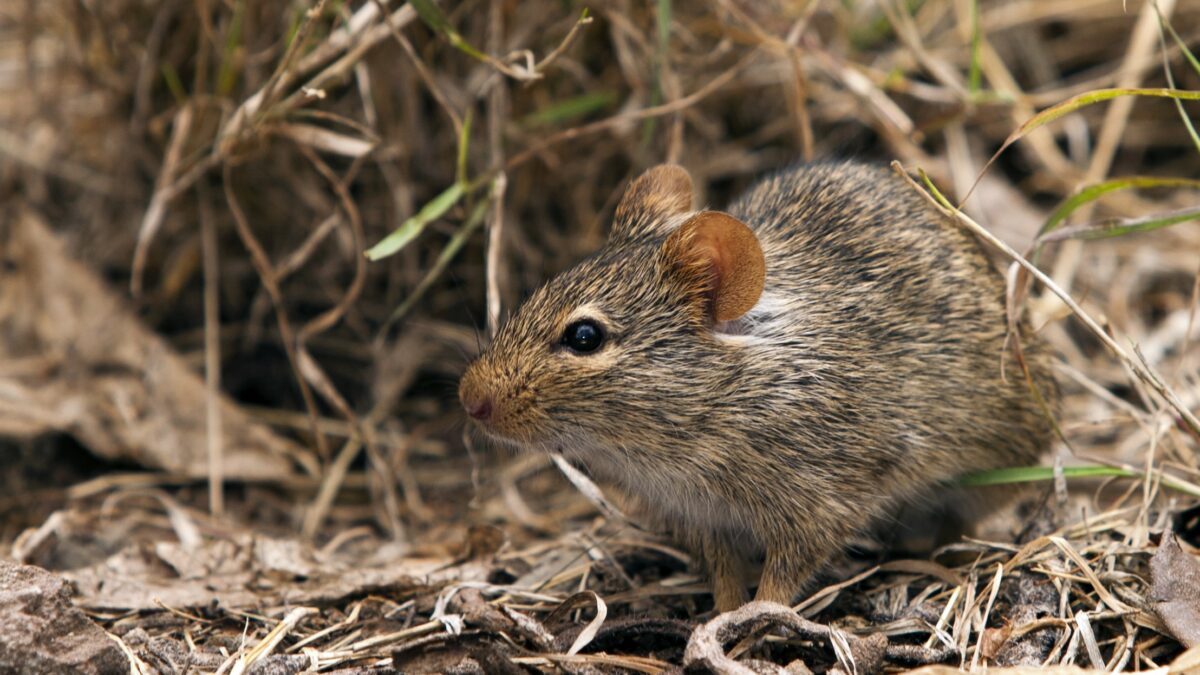 Dry Season: Nigeria Battles Recurring Lassa Fever Surge