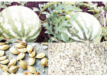 Melon Value Chain: Creating Wealth Through Local Sales, Export
