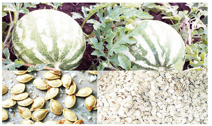 melon