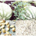 Melon Value Chain: Creating Wealth Through Local Sales, Export