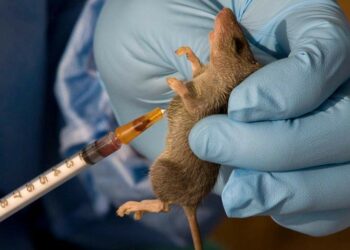 6 Die From Lassa Fever In Edo