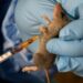 6 Die From Lassa Fever In Edo 5 6 Die From Lassa Fever In Edo