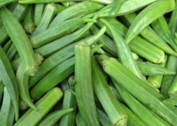 How Okro Farming Can Yield Millions Even In Tough Times
