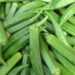 How Okro Farming Can Yield Millions Even In Tough Times 5 How Okro Farming Can Yield Millions Even In Tough Times