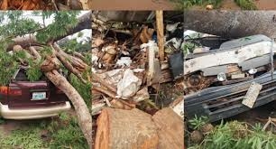 11 Passengers Die As Large Tree Falls On Vehicles In Enugu