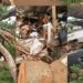 11 Passengers Die As Large Tree Falls On Vehicles In Enugu