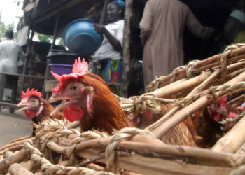 Nigeria, FAO Agree On $350,000 Bird Flu Intervention