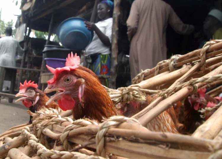 060209 nigeriabirdflu hmed 10a