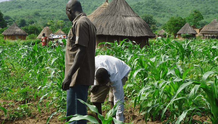 AFAN Chairman Warns Many Farmers May Quit Farming This Year 1 Farmers