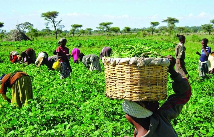 Farmers