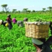 Farmers’ Proposes Collaboration With FG On Ward Development Programme