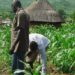 AFAN Chairman Warns Many Farmers May Quit Farming This Year