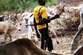 Fulani herd