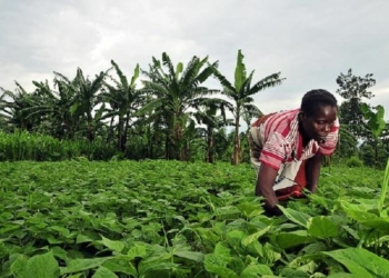 Akwa Ibom Opts For Mechanised Agric To End Food Crisis