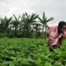 Akwa Ibom Opts For Mechanised Agric To End Food Crisis 5 Akwa Ibom Opts For Mechanised Agric To End Food Crisis